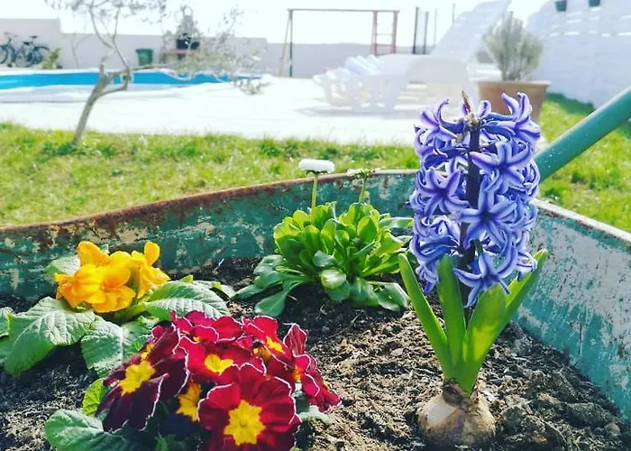 House Dalma זאדאר